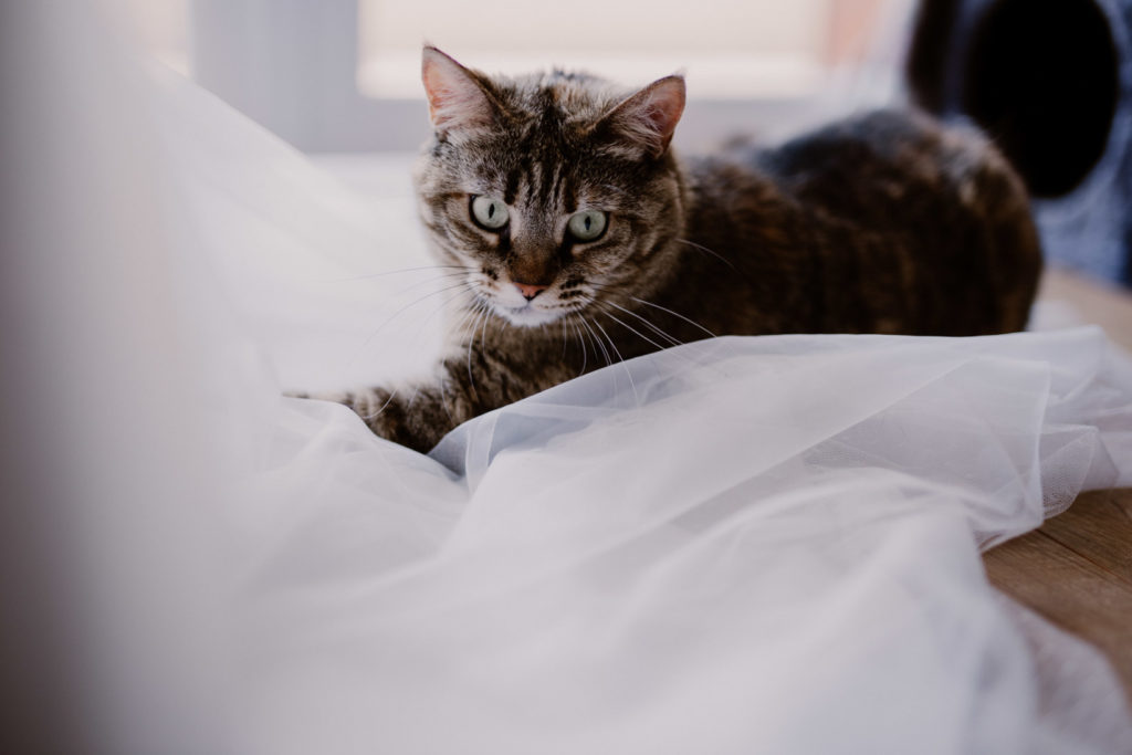 chat dans la robe de mariée six-fours-les-plages